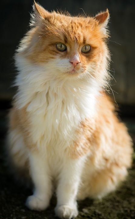 猫 在狗窝 猫科动物 国内的动物 动物 小猫 美丽的猫 宠物
