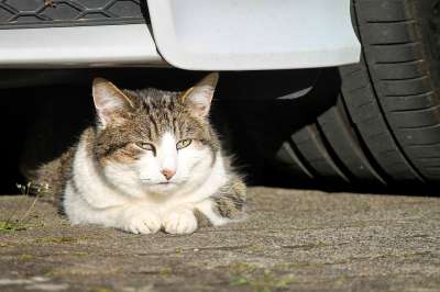 猫 是的车 手表 细心 家猫 家畜 绿色的眼睛 汽车轮胎 动物