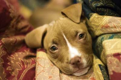 小狗 狗 犬类 可爱的 宠物 动物 纯种 国内的 小的