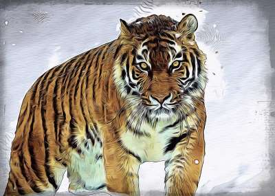 Amurtiger 老虎 大猫 西伯利亚 捕食者 食肉动物 危险的