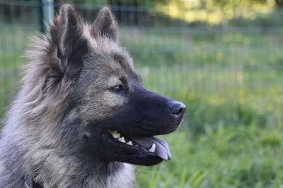 狗 狗Eurasier 犬类 狗肖像 Eurasier 婊子Plinn