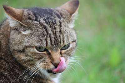 猫 舌头 家畜 动物 舔 干净的 猫的舌头 脸 肖像 伸出