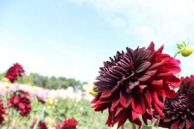 盛大的节日 花 大丽花 鲜花 植物 自然 粉色 花瓣