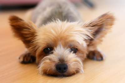 约克夏犬 家畜 犬 狗 等待毛皮 鼻子