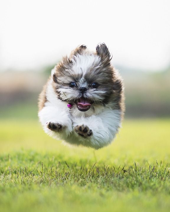 狗 小狗 犬类 快乐的 有趣的 可爱的 国内的 哺乳动物 肖像