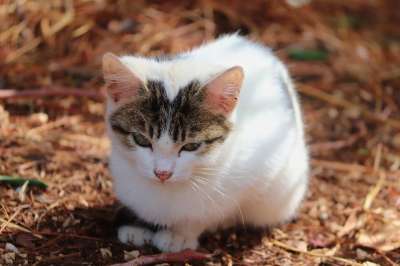 猫 小猫 宠物 年轻的猫 动物 国内的 猫科动物 哺乳动物 小的