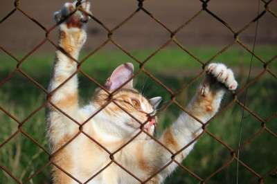 猫 小猫 网格 虎猫 红虎斑 红猫 猫眼 猫脸 大花猫 丝网