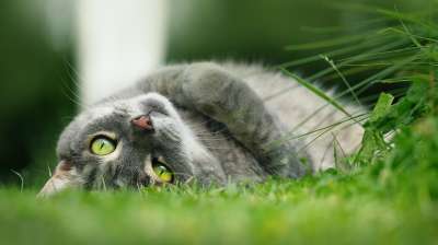 猫 宠物 动物 国内的猫 猫科动物 哺乳动物 可爱的 迷人 草地