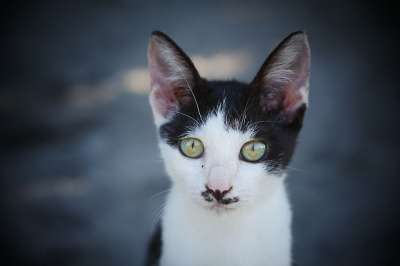 猫 小猫 动物 宠物 猫科动物 小的 可爱