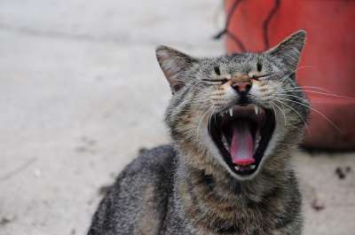 猫 猫的图片 猫咪 可爱 宠物 巨大的阴部 棕色的 动物 户外的