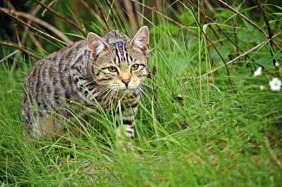 猫 老虎 虎猫 偷袭 茎 家猫 Katzenkopf 年轻的猫