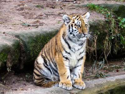动物 老虎 捕食者 幼兽 年轻的老虎 大猫 关闭 危险的 动物园