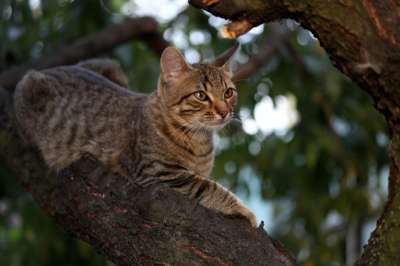 那只猫 猫似的 小的 可爱的 树 攀登