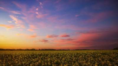 场地 油菜 黄色 油菜籽场 景观 开花 春天 天堂 云 日落