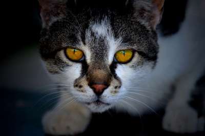 猫 可爱的 肖像 哺乳动物 宠物 动物 小猫 眼睛 凝视 看着