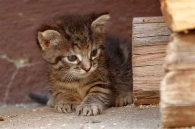 小猫 猫眼 好奇的 家畜 晶须 年轻 猫宝宝