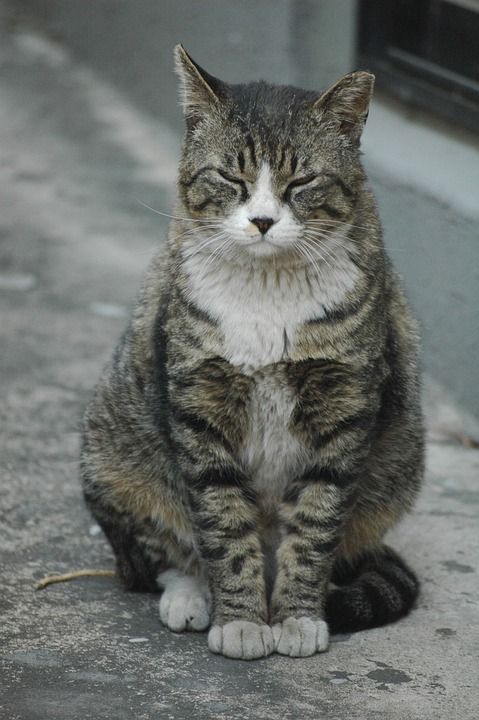 猫 巷子里 流浪猫