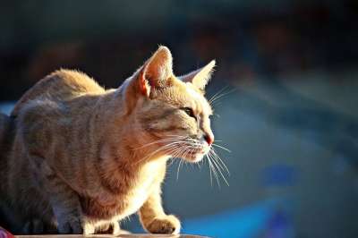 猫 小猫 虎猫 鲭鱼 家畜 动物
