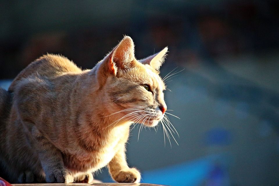 猫, 小猫, 虎猫, 鲭鱼, 家畜, 动物