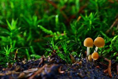 自然 森林 小蘑菇 苔藓 冬天 光 绿色 太阳
