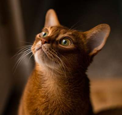 猫 阿比西尼亚人 宠物 动物 基蒂 可爱的 毛皮 猫科动物 猫舍