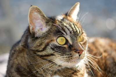 猫 鲭鱼 家畜 动物 家猫 毛皮 看法 关闭 可爱的 猫眼