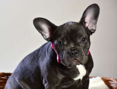 法斗牛犬蓝色的 狗 动物 宠物 小狗
