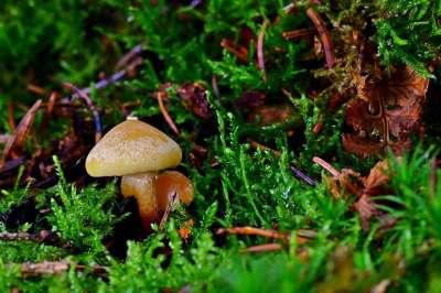 自然 森林 蘑菇 小的 苔藓 绿色 木头 秘密 冬天
