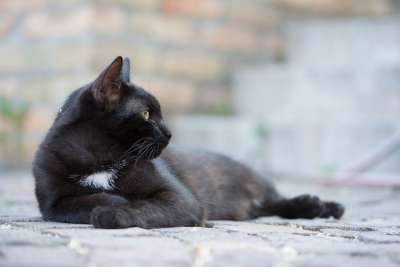 家猫 黑色的猫 小猫 猫 宠物 花园 黑