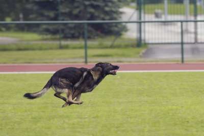 德国牧羊犬 狗 跑步 比赛