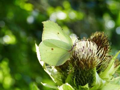 Gonepteryx Rhamni 白色的 蓟 开花 翅膀 关闭