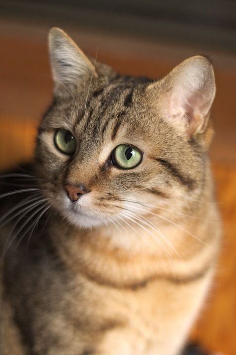 可爱 动物 毛皮 肖像 猫 老虎