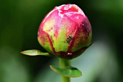 牡丹 花 植物 粉色的 春天 蚂蚁 昆虫 青春