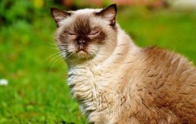 猫 品种猫 英国短毛猫 纯种 短发 毛皮 可爱的