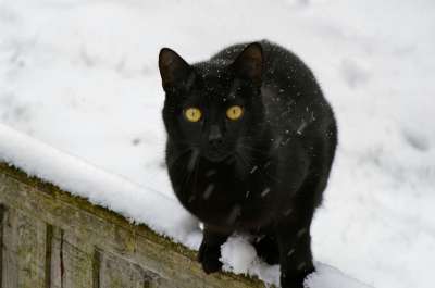 猫 黑色的 基蒂 国内的 猫科动物 宠物 小猫 哺乳动物 可爱的