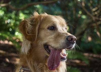 动物 狗 猎犬 宠物 犬类 国内的 肖像 哺乳动物 可爱的
