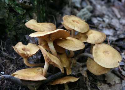 蜂蜜蘑菇 菌类 菌 毒菌 森林 有天赋的人 季节 荒野 食物
