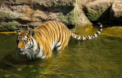 老虎 捕食者 大猫 危险的 动物园 水 潜伏
