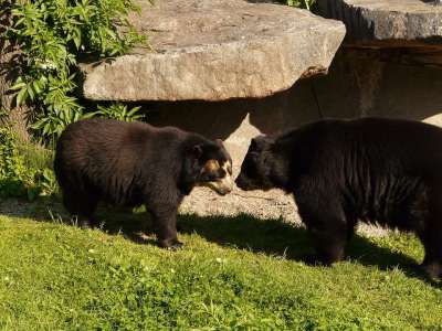 眼镜熊 安第斯熊 熊 捕食者 短鼻熊 动物 生物 动物园 家庭