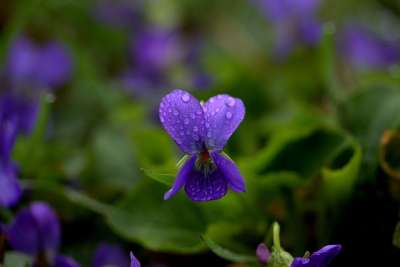 Micsunele 紫色 花 春天 性质