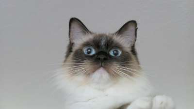 猫 纯种 布娃娃 漂亮 毛皮 甜的 动物 纵向 哺乳动物 小猫