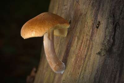 蘑菇 森林 关闭 落下 树