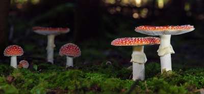 毒菌 蘑菇 菌类 苔藓 飞木耳 落下 森林地面 自然 特写