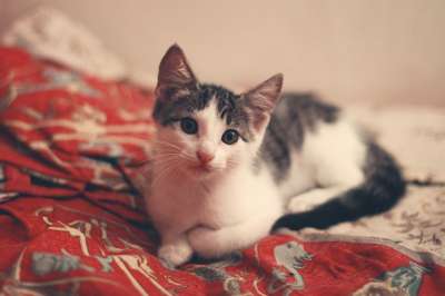 床 床单 猫 小猫 宠物 棕色的床