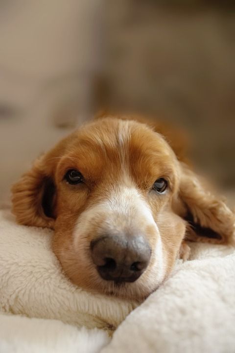 狗 可爱的 西班牙猎犬 小狗 动物 摄影 可卡犬