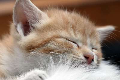 猫 流浪猫 吉尔扬伊 小猫 动物 可爱的 宠物 喵