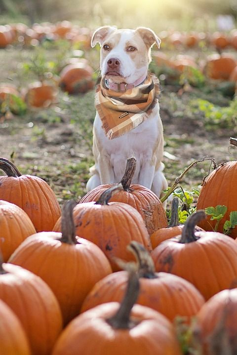 狗 南瓜 农场 动物 宠物 家犬 犬类 哺乳动物 可爱的 肖像