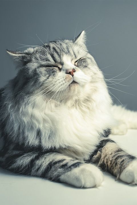 猫 波斯品种 黑灰猫 宠物 闭眼