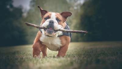 斗牛犬 英语 可爱 动物 狗 小狗 枪口 家谱 哺乳动物 肖像
