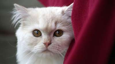 白色的 猫 宠物 动物 红色的 布